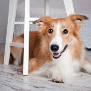 Je hond leren liggen Je hond leren liggen