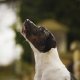Waarom blaffen en grommen honden?