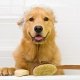 Hond wassen? Deze tips maken wassen makkelijk en leuk!