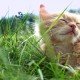 Catnip de werking ervan op katten: kat in gras