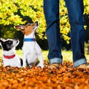 Weetjes over honden: in het bos met baasje