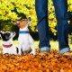 Weetjes over honden: in het bos met baasje