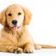 Hoe groeit een pup