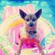Hoe verzorg je een hond: dog in swimmingpool, dog swimming