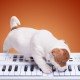 Muziek voor honden: puppy playing with piano