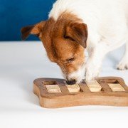 Denkspelletjes voor honden Denkspelletjes voor honden: Dog playing with braingame