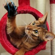 Je kat leren apporteren Je kat leren apporteren: spelende kat in rode krabpaal