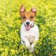 Hondenweetjes: hond in bloemenveld