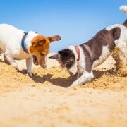Hondenspelletjes in allerlei vormen! Hondenspelletjes in allerlei vormen: two dogs digging on beach