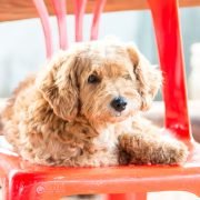 Kunnen honden tv kijken? Kunnen honden tv kijken: Dog on orange chair