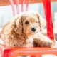 Kunnen honden tv kijken: Dog on orange chair
