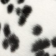 Verharen honden verminderen? Zo doe je dat! Verharen honden verminderen? Zo doe je dat!