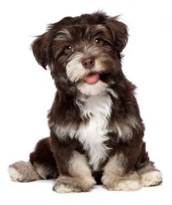vacht_shutterstock_119415460