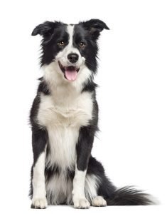 vacht_shutterstock_119651281