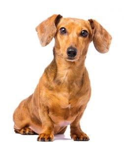 vacht_shutterstock_157167752