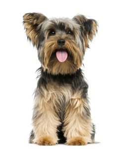 vacht_shutterstock_164913734