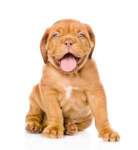 vacht_shutterstock_176109785