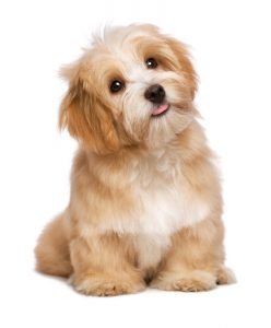 vacht_shutterstock_230497594