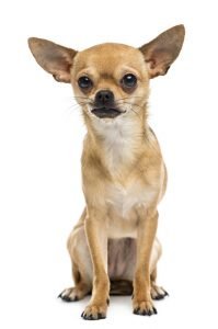 vacht_shutterstock_250330063