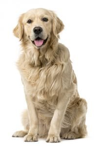 vacht_shutterstock_299126063
