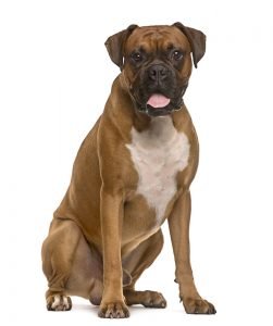 vacht_shutterstock_382262743