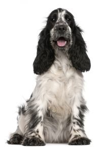 vacht_shutterstock_72617320