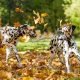 Hondengedrag: two dogs (dalmatier) playing in leaves