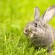 Wat eten konijnen: Rabbit in grass