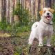 hondentaal herkennen: dog in the forrest