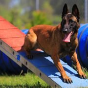 Agility, een leuke hondensport voor een goede relatie Agility, een leuke hondensport voor een goede relatie: dog on parcours