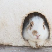 Een konijn kopen? Dit heb je allemaal nodig Een konijn kopen? Dit heb je allemaal nodig: cute rabbit
