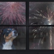 Hond bang van vuurwerk Hond vuurwerk