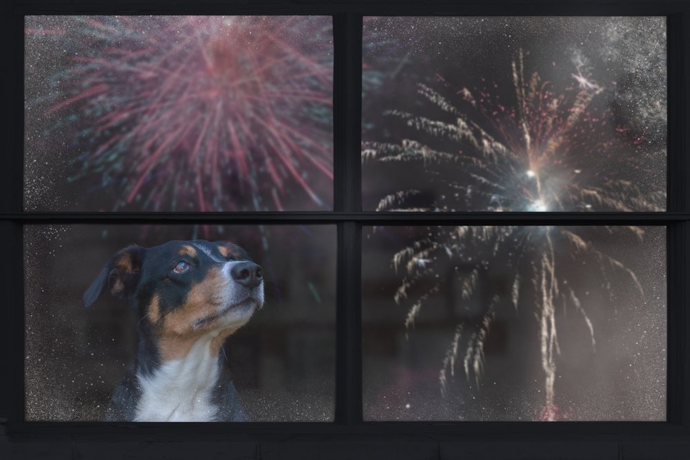 Hond bang van vuurwerk Hond vuurwerk