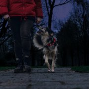 Hond uitlaten in donkere dagen Wandelen met je hond