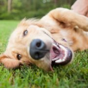 hoeveel tanden heeft een hond hoeveel tanden heeft een hond