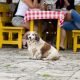 Uit eten met je hond? Happy dog at restaurant