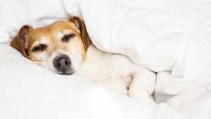 Droomt de hond over mij?