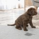 Pup zindelijk maken