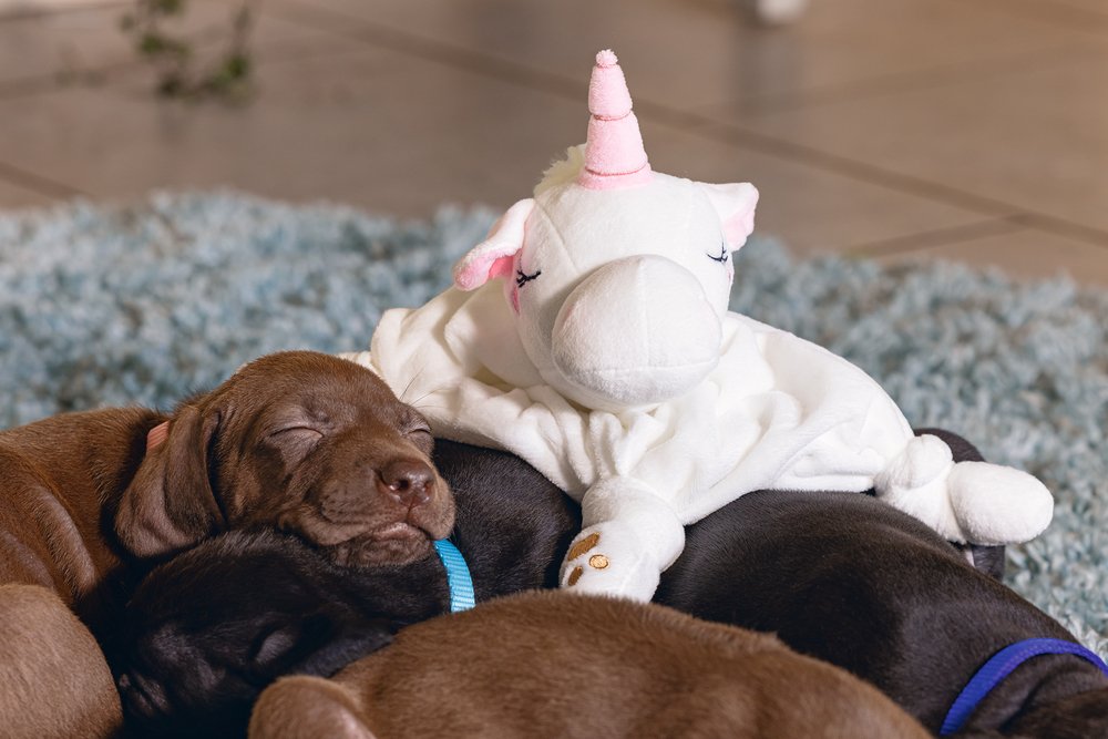 puppy knuffellap