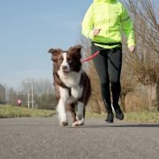 Hardlopen met je hond