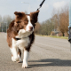 Fietsen met hond