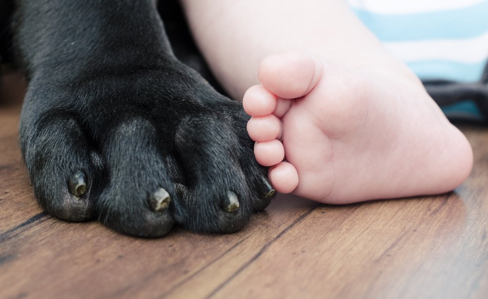 pup voorstellen aan de kinderen