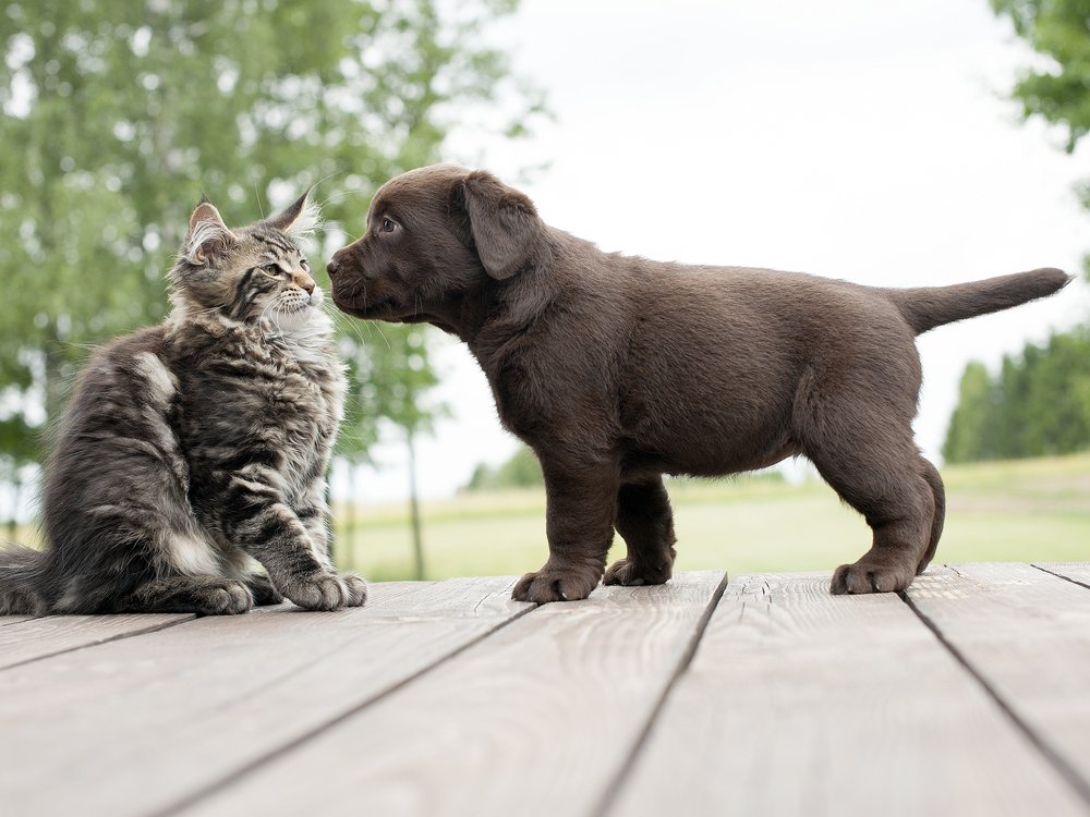 Pup-voorstellen-aan-kat puppy aan kat voorstellen
