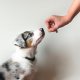 Simpele commando's om je puppy te leren