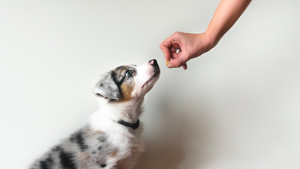 Simpele commando's om je puppy te leren