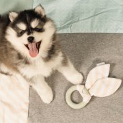 Alles wat je nodig hebt voor je pup