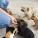 puppy snacks