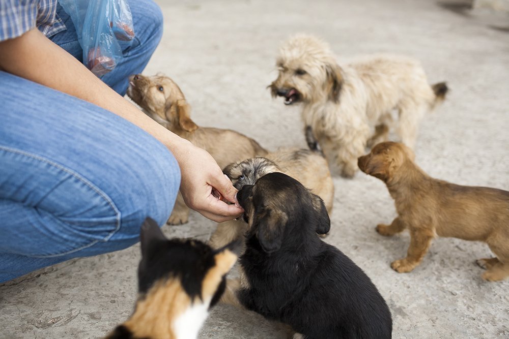 puppy-snacks puppy snacks