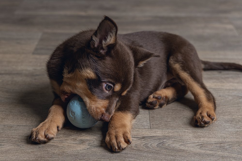 puppy bal