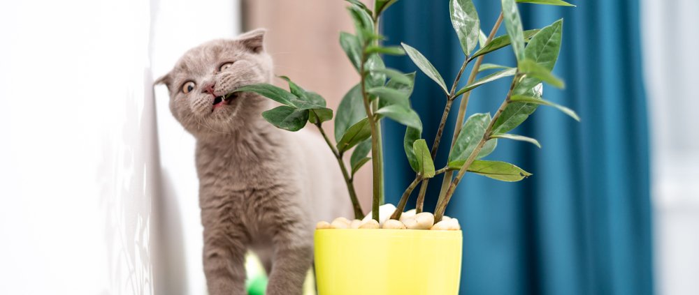 Kittenproof huis